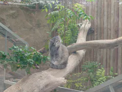 神戸どうぶつ王国に投稿された画像（2026/4/18）