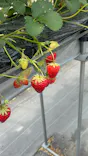ひさだ苺農園に投稿された画像（2026/4/18）