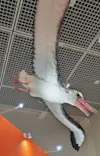 特別展「鳥 ～ゲノム解析が解き明かす新しい鳥類の系統～」に投稿された画像（2026/4/18）