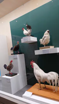 特別展「鳥 ～ゲノム解析が解き明かす新しい鳥類の系統～」に投稿された画像（2026/4/18）