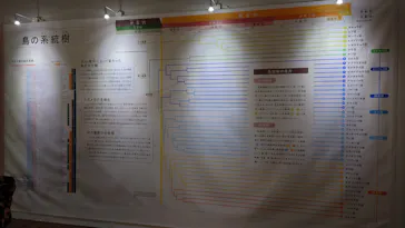 特別展「鳥 ～ゲノム解析が解き明かす新しい鳥類の系統～」に投稿された画像（2026/4/18）