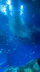 アクアワールド茨城県大洗水族館に投稿された画像（2026/4/18）