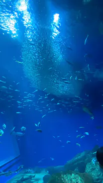 アクアワールド茨城県大洗水族館に投稿された画像（2026/4/18）