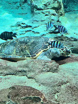 名古屋港水族館に投稿された画像（2026/4/18）