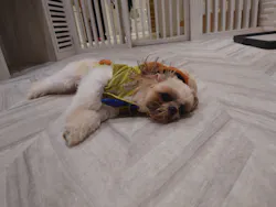 いぬカフェRio 池袋店に投稿された画像（2026/4/18）