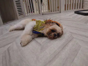 いぬカフェRio 池袋店に投稿された画像（2026/4/18）