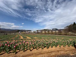牧歌の里に投稿された画像（2026/4/18）