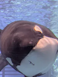 名古屋港水族館に投稿された画像（2026/4/18）