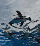 サンシャイン水族館に投稿された画像（2026/4/18）