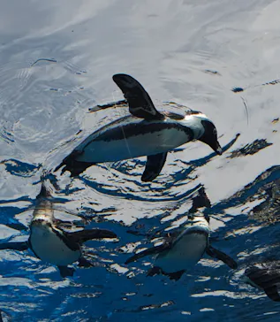サンシャイン水族館に投稿された画像（2026/4/18）