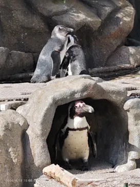 サンシャイン水族館に投稿された画像（2026/4/18）