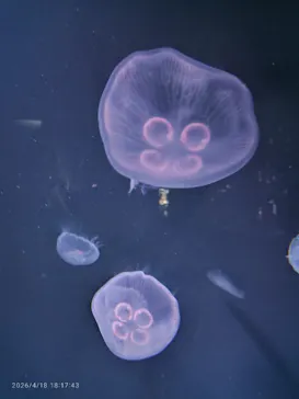 サンシャイン水族館に投稿された画像（2026/4/18）