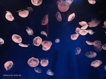 サンシャイン水族館に投稿された画像（2026/4/18）