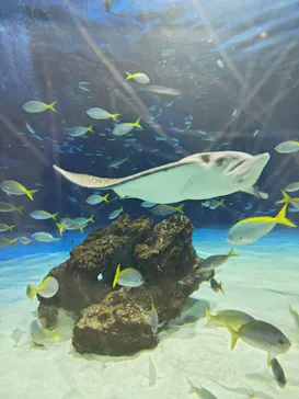 サンシャイン水族館に投稿された画像（2026/4/18）