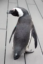 サンシャイン水族館に投稿された画像（2026/4/18）
