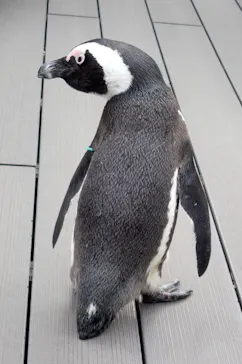 サンシャイン水族館に投稿された画像（2026/4/18）