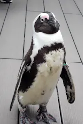 サンシャイン水族館に投稿された画像（2026/4/18）