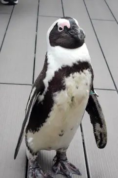 サンシャイン水族館に投稿された画像（2026/4/18）