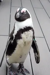 サンシャイン水族館に投稿された画像（2026/4/18）