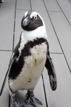 サンシャイン水族館に投稿された画像（2026/4/18）