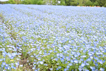 万博記念公園に投稿された画像（2026/4/18）