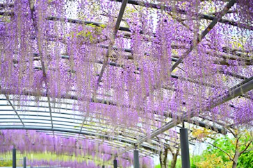 万博記念公園に投稿された画像（2026/4/18）