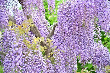 万博記念公園に投稿された画像（2026/4/18）