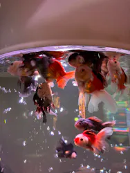 NARA KINGYO MUSEUMに投稿された画像（2026/4/18）