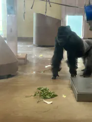 名古屋市東山動植物園に投稿された画像（2026/4/18）