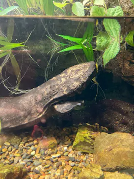 世界淡水魚園水族館　アクア・トトぎふに投稿された画像（2026/4/18）