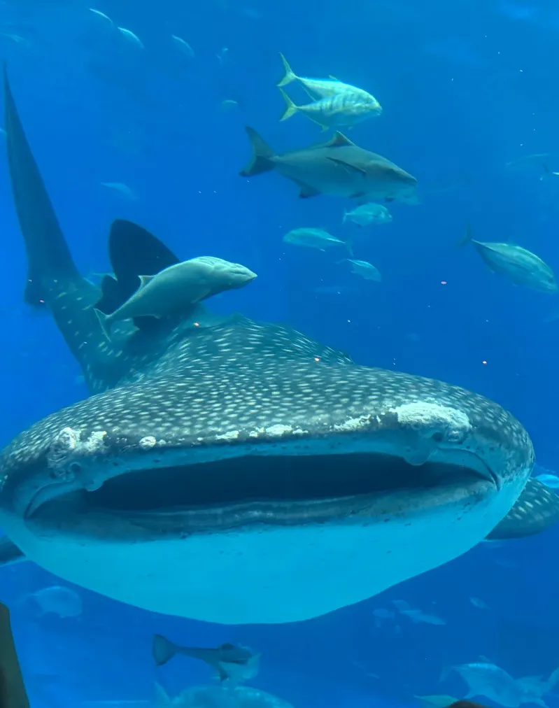 沖縄美ら海水族館の口コミ ｜ジンベイザメが見たくて初めて行