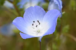 万博記念公園に投稿された画像（2026/4/19）