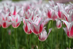 万博記念公園に投稿された画像（2026/4/19）