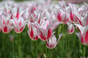 万博記念公園に投稿された画像（2026/4/19）