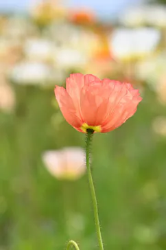 万博記念公園に投稿された画像（2026/4/19）