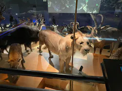 国立科学博物館に投稿された画像（2026/4/19）