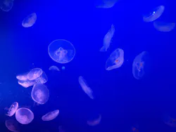 新江ノ島水族館に投稿された画像（2026/4/19）