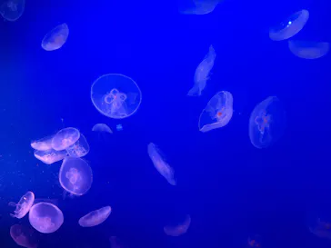 新江ノ島水族館に投稿された画像（2026/4/19）
