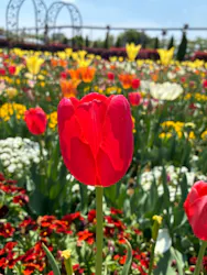 東武動物公園に投稿された画像（2026/4/19）