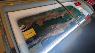 九十九島水族館海きららに投稿された画像（2026/4/19）