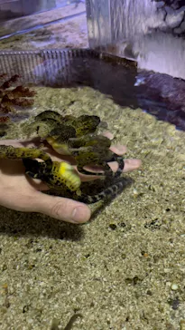 ゼロ距離水族館 伊勢シーパラダイスに投稿された画像（2026/4/19）