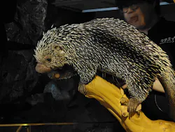 カワスイ 川崎⽔族館に投稿された画像（2026/4/19）