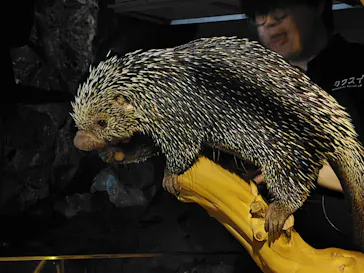 カワスイ 川崎⽔族館に投稿された画像（2026/4/19）