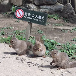 那須どうぶつ王国に投稿された画像（2026/4/19）