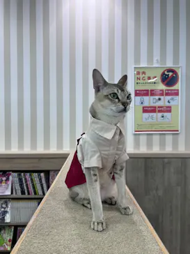 猫カフェモカ 京都河原町店に投稿された画像（2026/4/19）