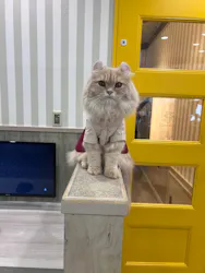 猫カフェモカ 京都河原町店に投稿された画像（2026/4/19）