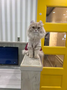 猫カフェモカ 京都河原町店に投稿された画像（2026/4/19）