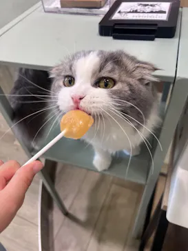 猫カフェモカ 京都河原町店に投稿された画像（2026/4/19）