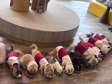 猫カフェモカ 京都河原町店に投稿された画像（2026/4/19）