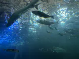 串本海中公園水族館に投稿された画像（2026/4/19）